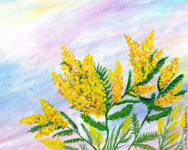 Веточка мимозы Колдина средняя группа