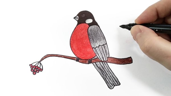 Снегирь правополушарное