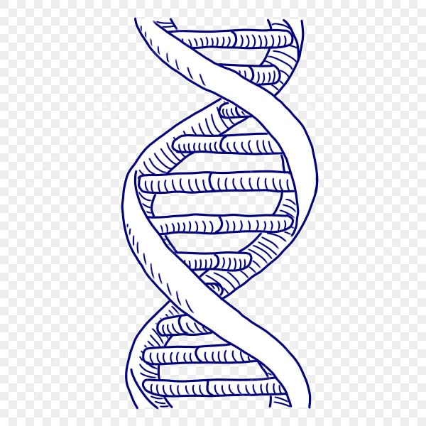 ДНК рисунок