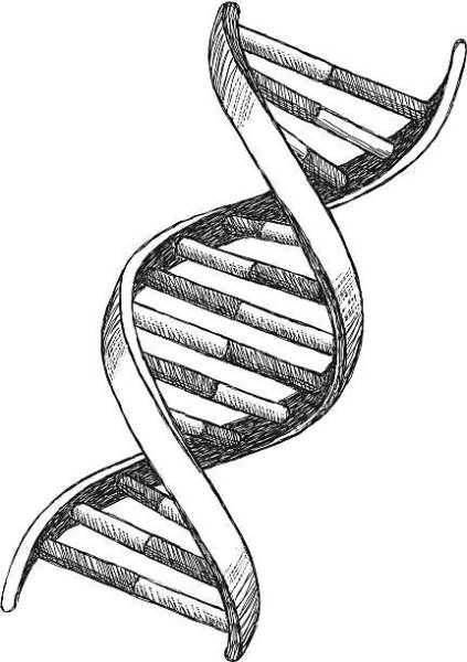 ДНК карандашом