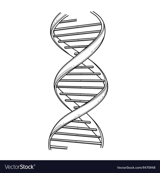 ДНК карандашом