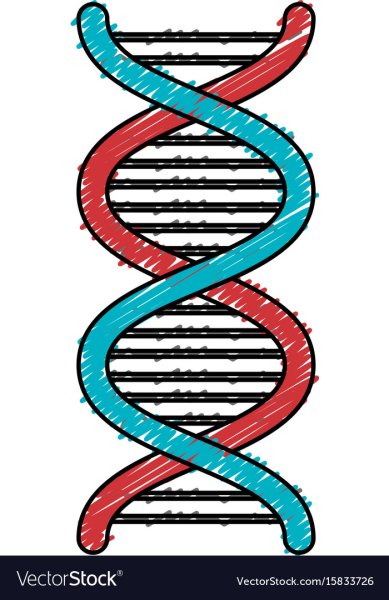 ДНК схематичное изображение