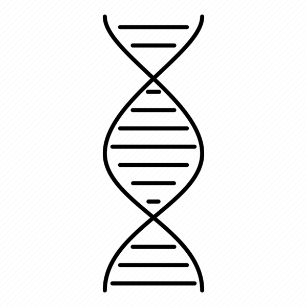 ДНК карандашом