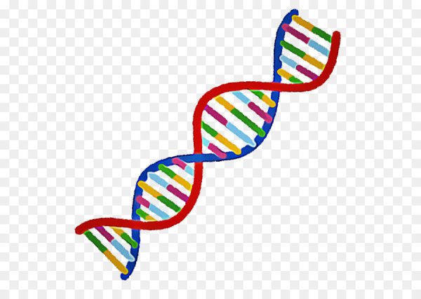 Спираль ДНК