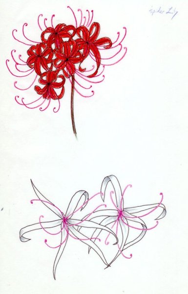 Ликорис Паучья Лилия тату