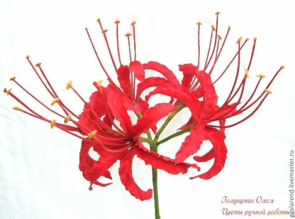 Паучья Лилия