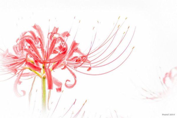 Хиганбана ликорис акварель