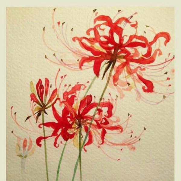 Хиганбана Паучья Лилия тату