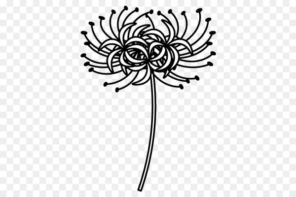 Ликорис карандашом