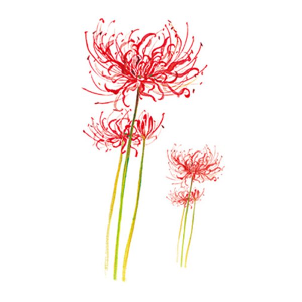 Ликорис цветок тату