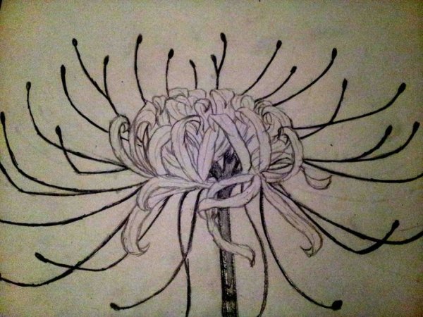 Ликорис цветок смерти тату