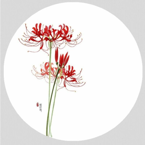 Хиганбана ликорис аниме