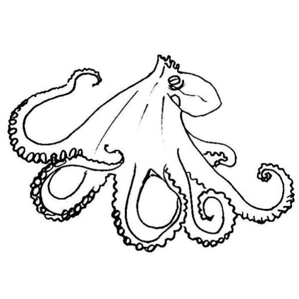 Мордочка осьминога