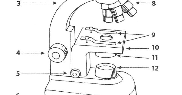 Микроскоп сбоку рисунок