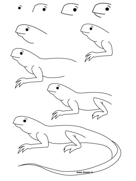 Поэтапное рисование ящерицы