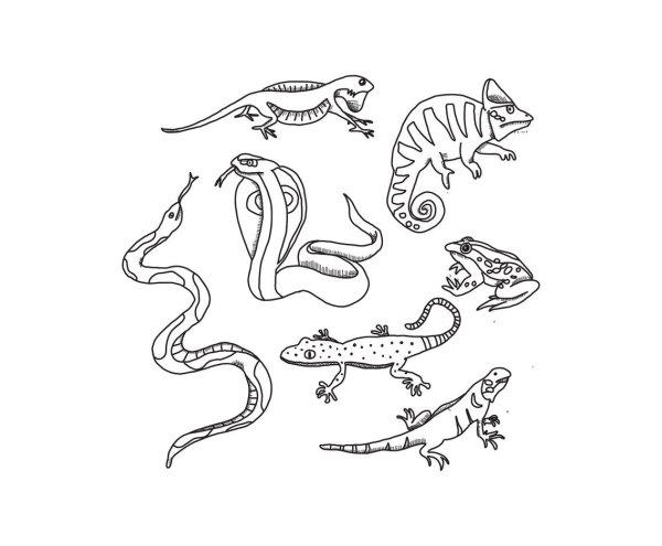 Стилизация животных и пресмыкающихся