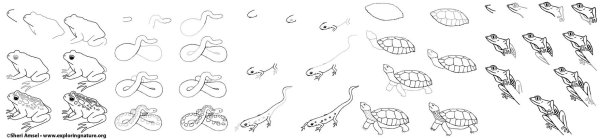 Рисование пресмыкающихся