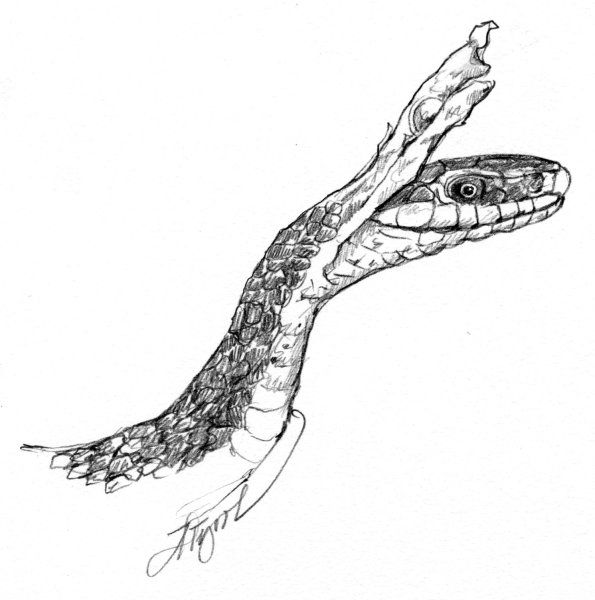 Рептилии для рисования