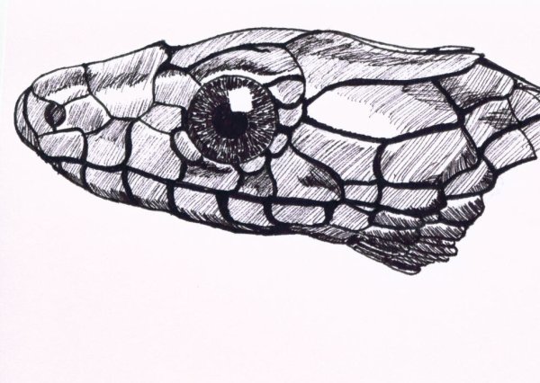 Рептилии рисунок