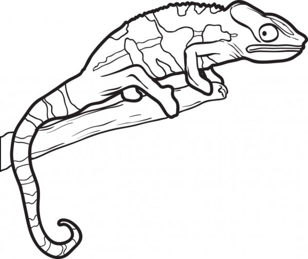 Ящерица раскраска для детей