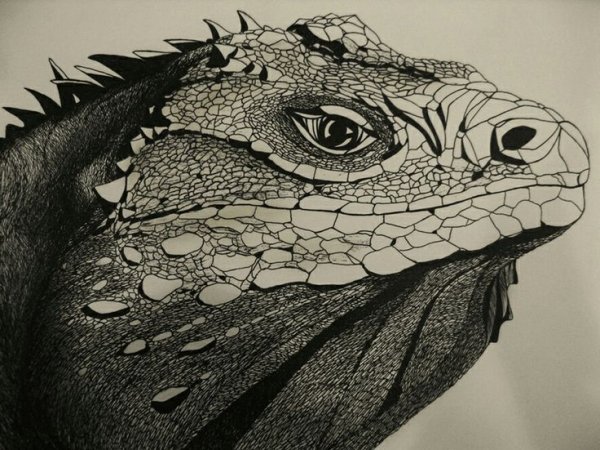 Раскраски змей