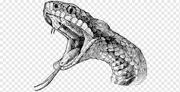 Зарисовки рептилий