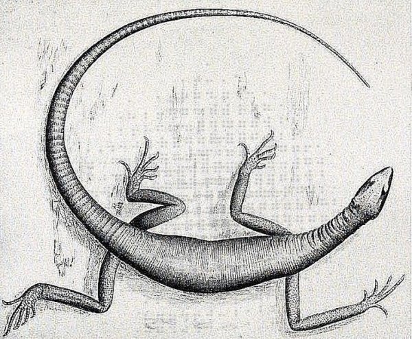 Хамелеон карандашом