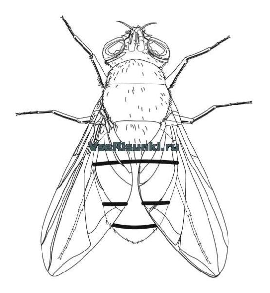 Муха поэтапное рисование