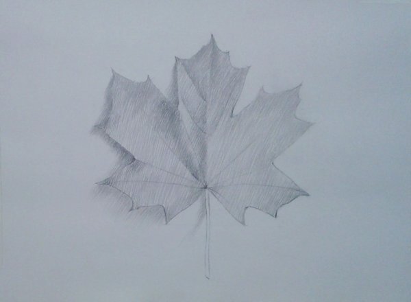 Листья простым карандашом