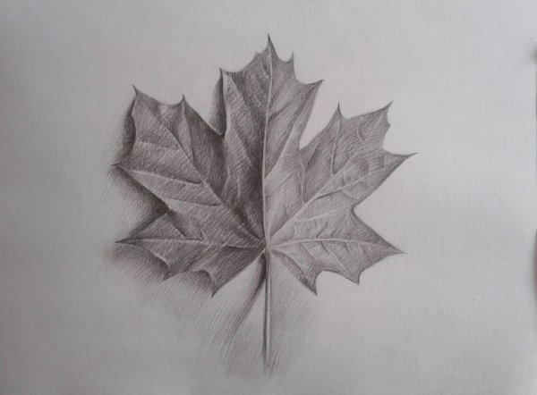 Щтриховка клирового листа