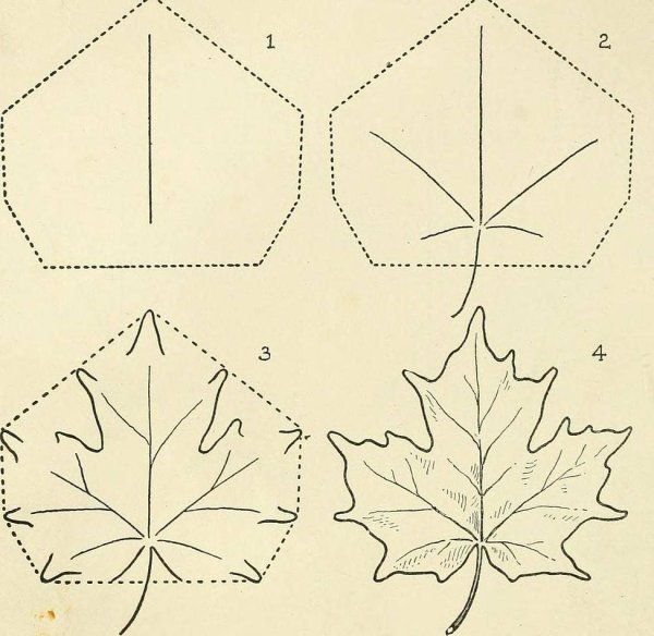 Нарисовать кленовый лист карандашом поэтапно