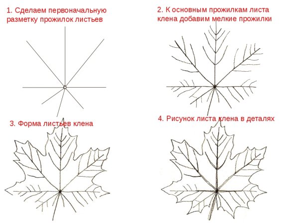 Поэтапное рисование кленового листа