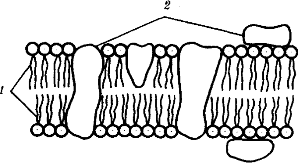 Раскраска плазматическая мембрана