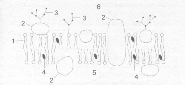 Клеточная мембрана гликокаликс