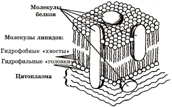 Строение мембраны клетки рисунок