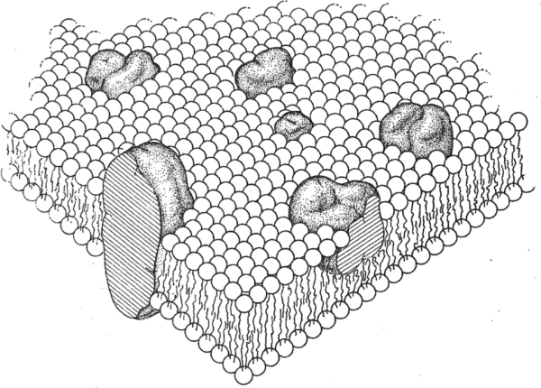 Плазматическая мембрана плазмалемма