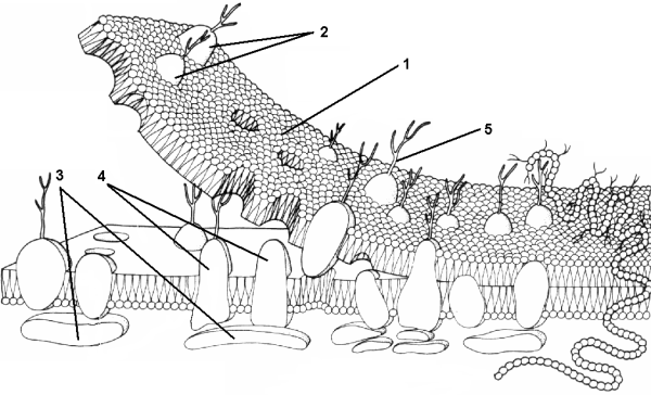 Рисунок плазматической мембраны клетки