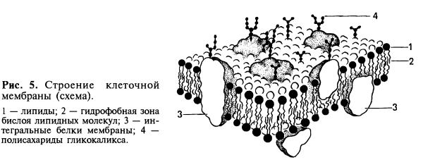 Плазматическая мембрана гликокаликс