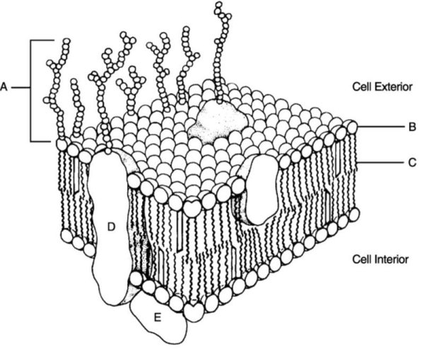 Схема строения плазматической мембраны клетки