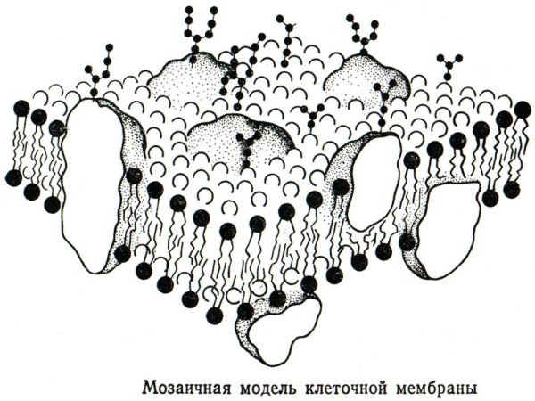 Строение клеточной мембраны рисунок