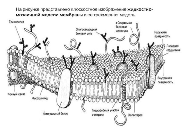 Строение наружной клеточной мембраны