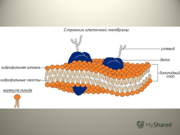 Структура плазматической мембраны схема