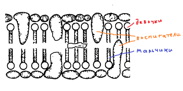 Протеины в мембране