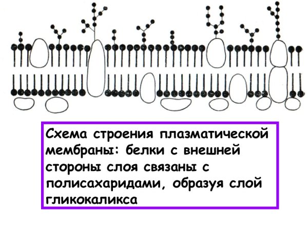 Клеточная плазматическая мембрана