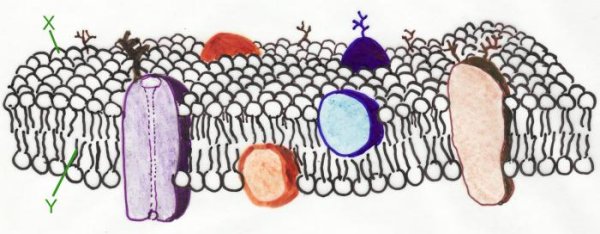 Схема строения плазматической мембраны