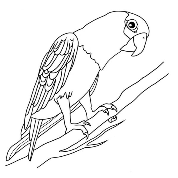 Нарисовать попугая карандашом