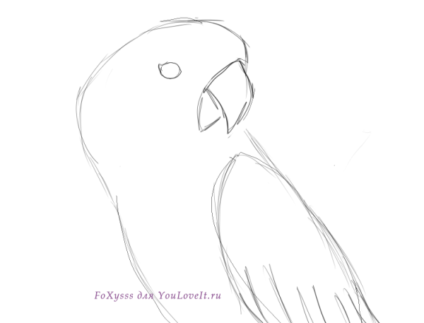 Попугай карандашом для срисовки