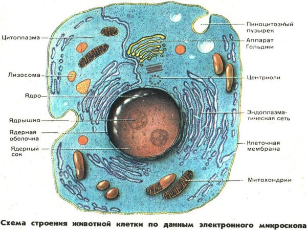 Строение лизосомы эукариотической клетки