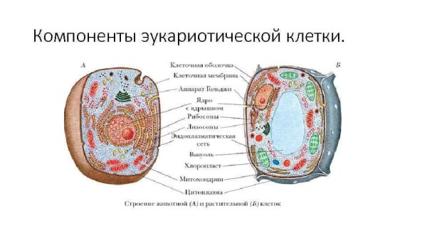 Схема строения эукариотической клетки