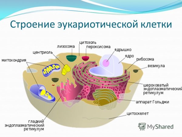 Животная клетка рисунок